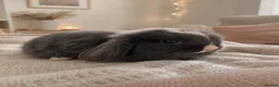 Mini Lop rabbits for sale: mini lops - Advert 6