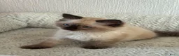 Ragdoll cats for sale: Ragdoll Liliac  - Advert 9