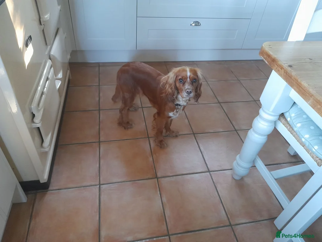 Mixed Breed dogs for sale: Cockerliar puppies in Droitwich - Advert 5