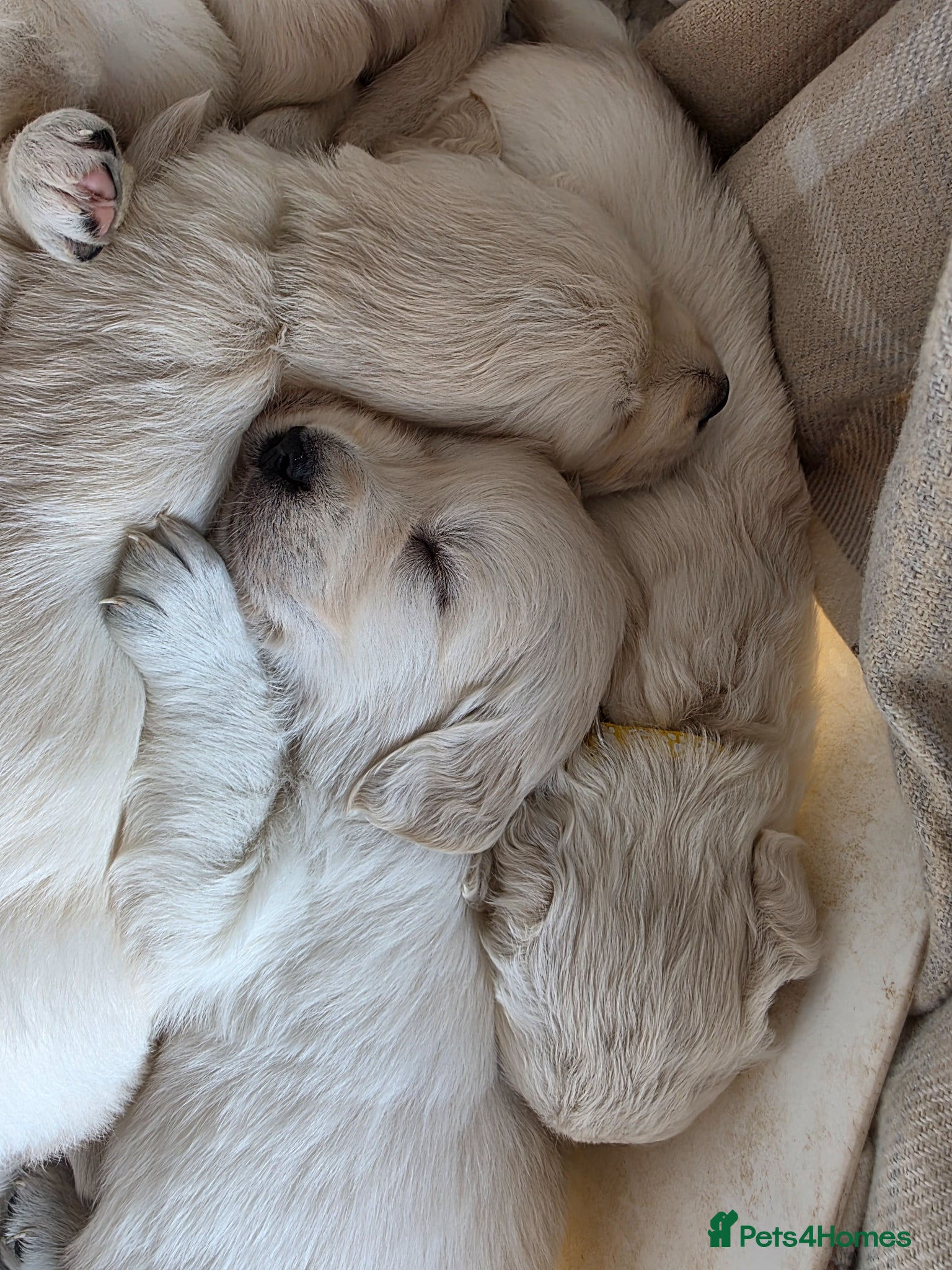 Golden Retriever dogs Fully Health Tested KC Registered Cream Puppies - Advert 2