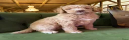 Bernedoodle dogs for sale: F1b Apricot Medium Bernedoodle  - Advert 23