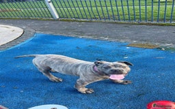 Presa Canario dogs for sale: Beautiful female ready to breed  - Image 1