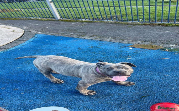 Presa Canario dogs - Advert 1