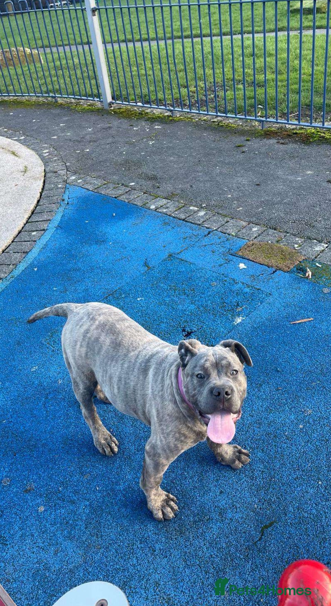 Presa Canario dogs for sale: Beautiful female ready to breed  - Image 1