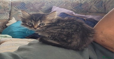 Siberian cats - Advert 3