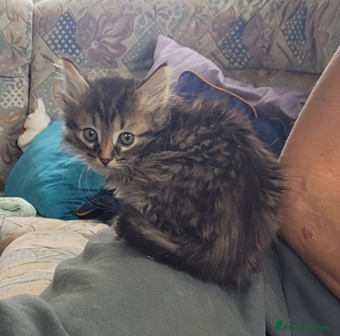 Siberian cats for sale: Hypoallergenic Traditional Siberian kittens  - Image 3