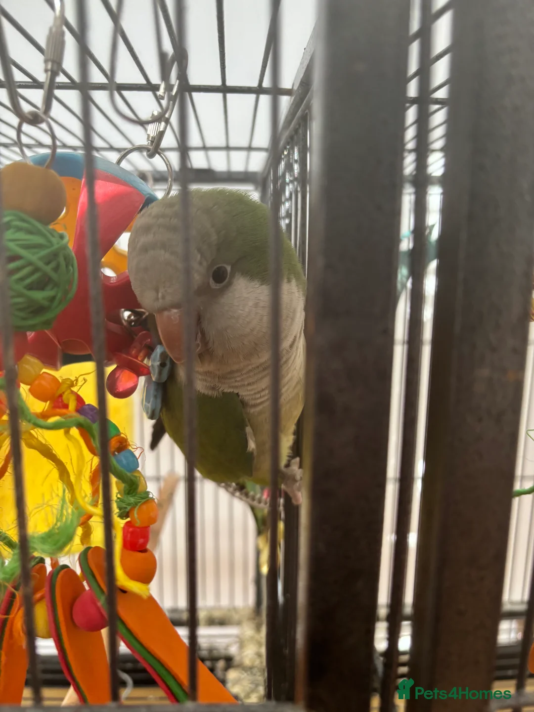 Parakeets birds for sale: 2 Quaker Parrots for Sale  in Clydebank - Advert 2