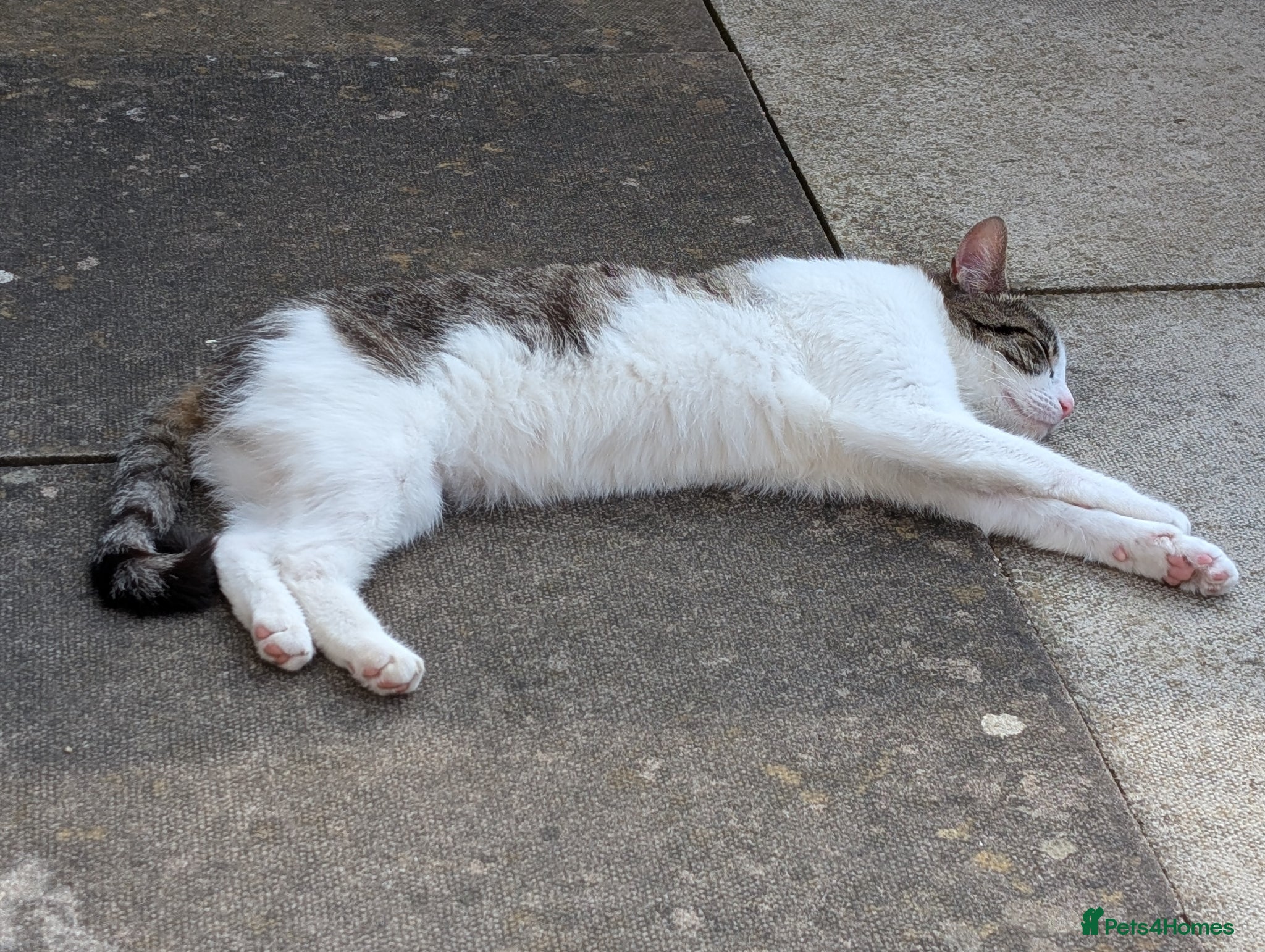 Domestic Shorthair cats for sale: Beaux in Wellingborough - Advert 2
