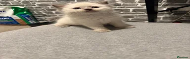 Ragdoll 1