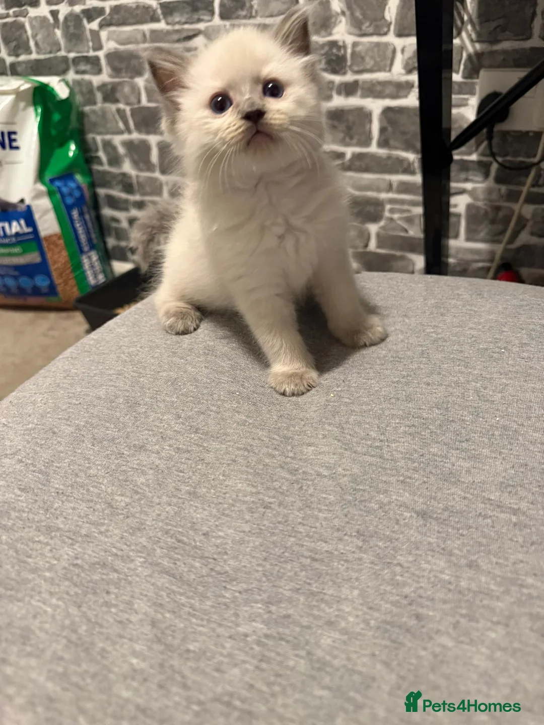 Ragdoll cats for sale: Prue ragdoll kittens  in Colchester - Advert 2