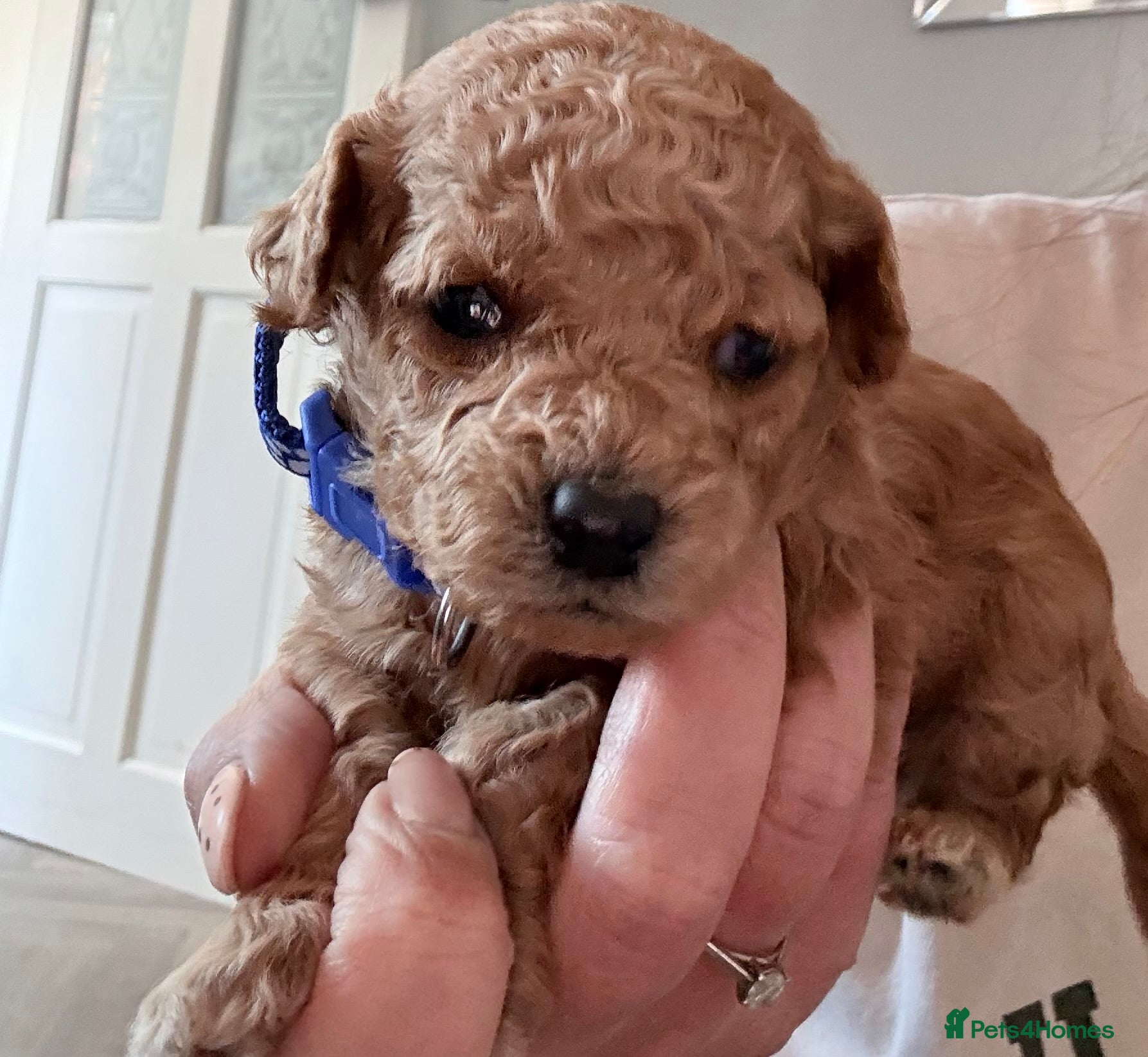 Cavapoo dogs Luxury toy cavapoo  - Advert 6