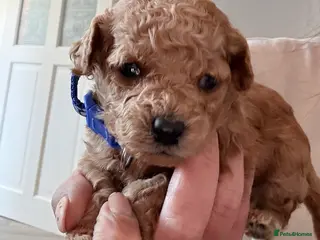 Cavapoo dogs Luxury toy cavapoo - Advert 6