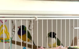 Finches birds for sale: 1 female Java and pair of gouilden  finches  - Image 11