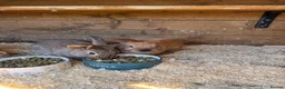 Mini Lop rabbits for sale: 2 x mini lop does - ready to leave now *reserved!* - Advert 7