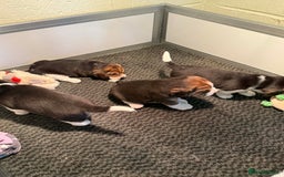 Beagle dogs for sale: Dialynne have puppies available  - Advert 10