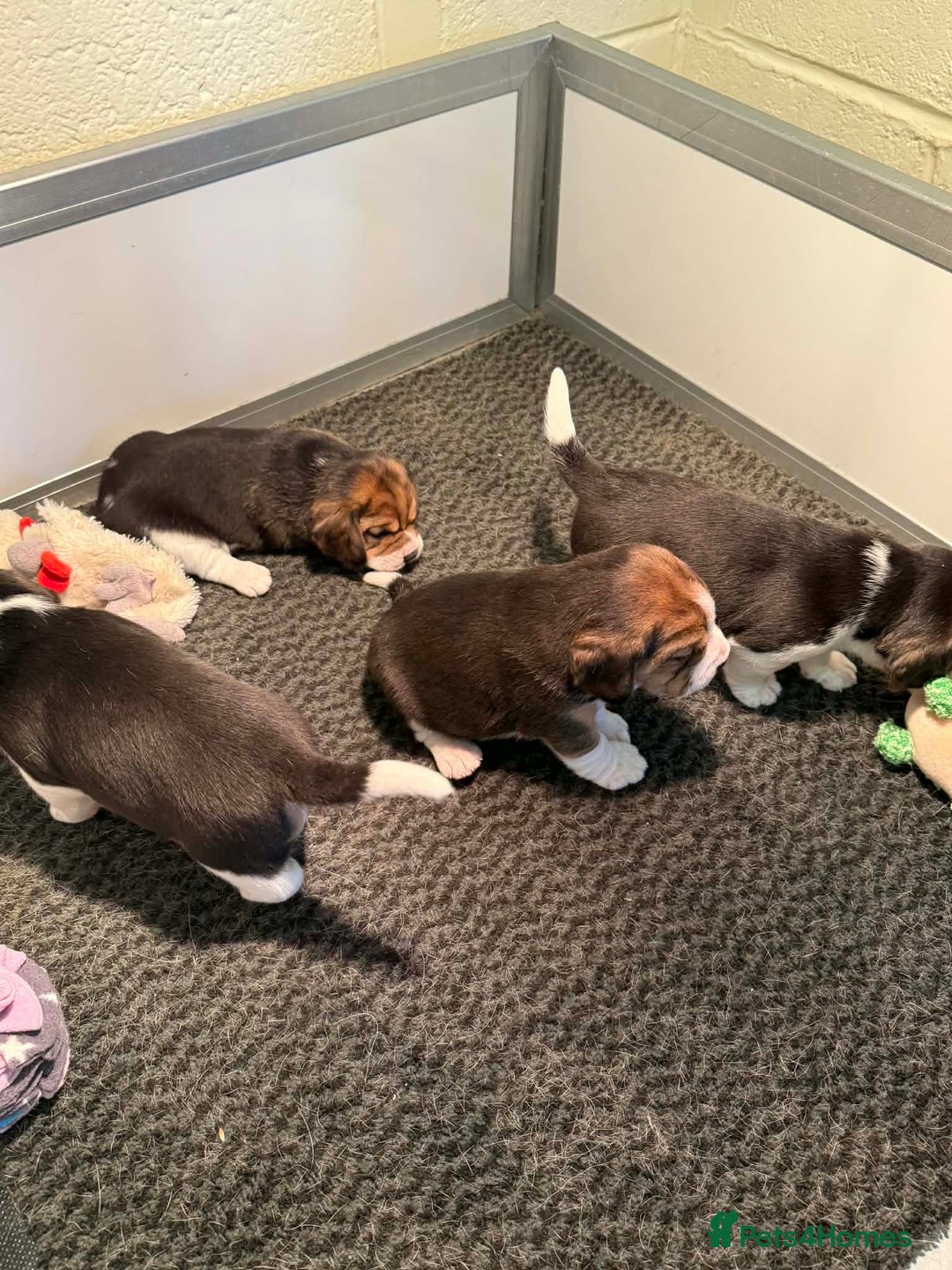 Beagle dogs for sale: Dialynne have puppies available  - Advert 10