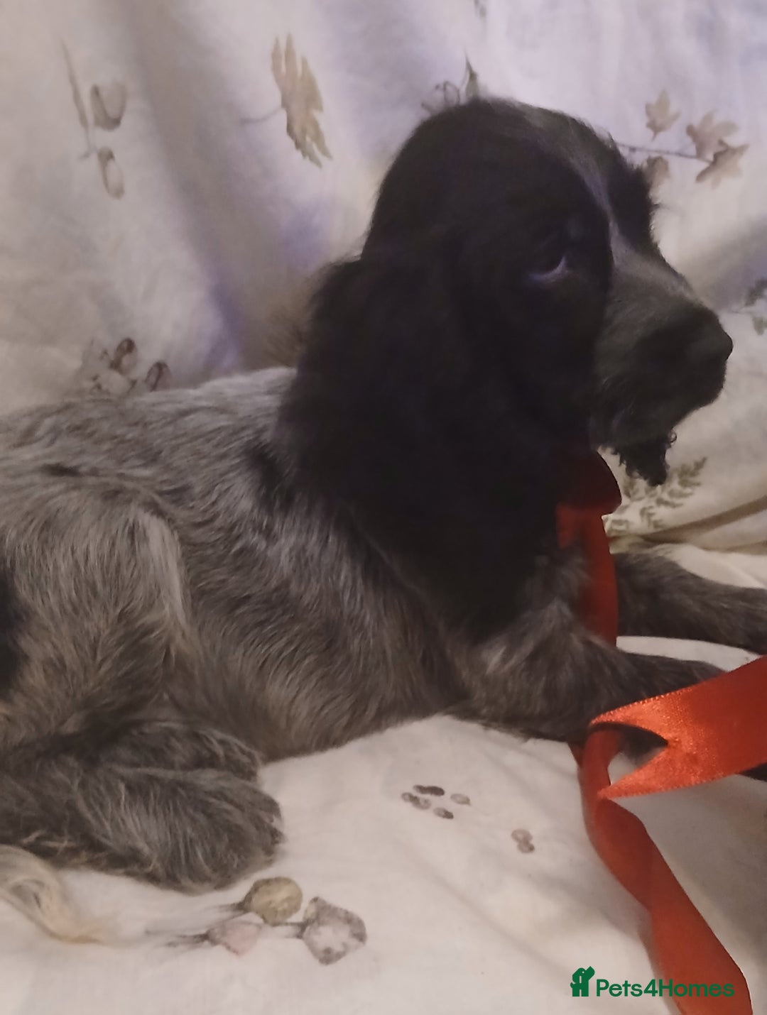 Cocker Spaniel dogs for sale: cocker spaniels - Advert 3