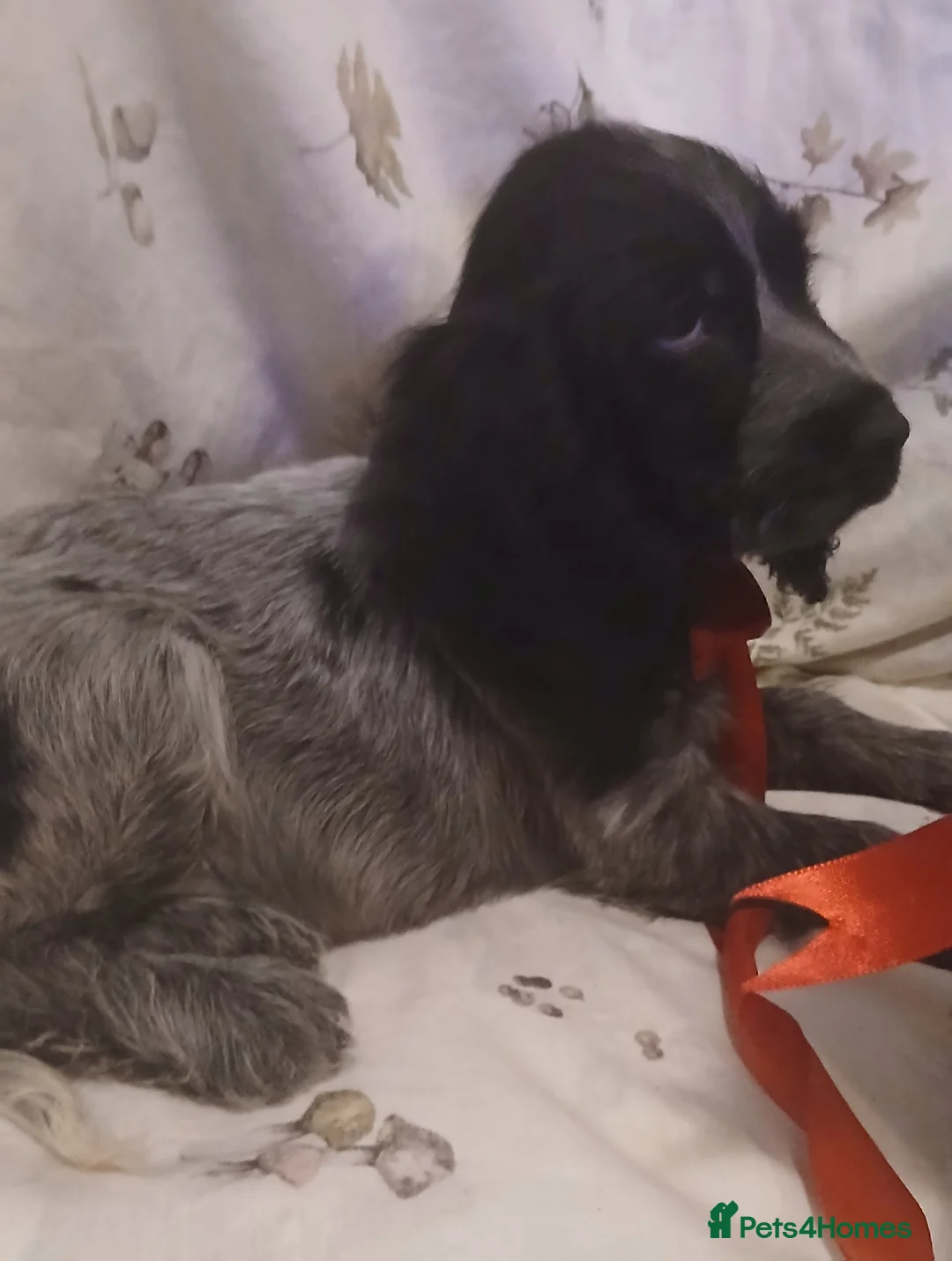 Cocker Spaniel dogs for sale: cocker spaniels - Advert 3