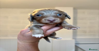 Dachshund dogs - Advert 2