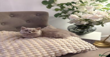 British Shorthair cats Gccf British long hairs £400 Each - Advert 8