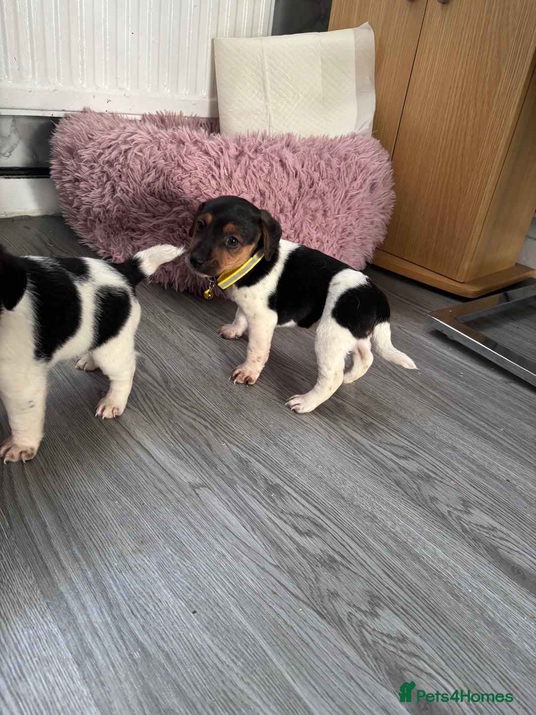 Jack Russell dogs for sale: 5 traditional Jack Russell puppys  - Advert 7