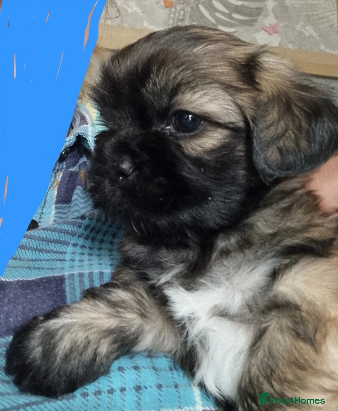 Shih Tzu dogs for sale: Pupies for sold. - Advert 21