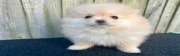 Pomeranian dogs for sale: Adorable, KC Registered Pomeranian Puppies in Colchester - Advert 5