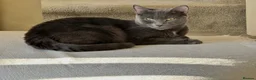 Russian Blue cats for sale: Rehoming russian blue female - Advert 3