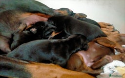 Dobermann dogs for sale: Dobermann puppies - Image 35