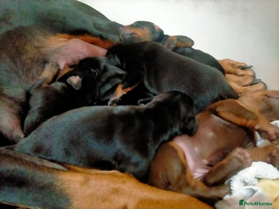 Dobermann dogs for sale: Dobermann puppies - Image 35