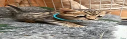 Mixed Breed cats for sale: Beautiful Bengal X kittens for sale  - Advert 4