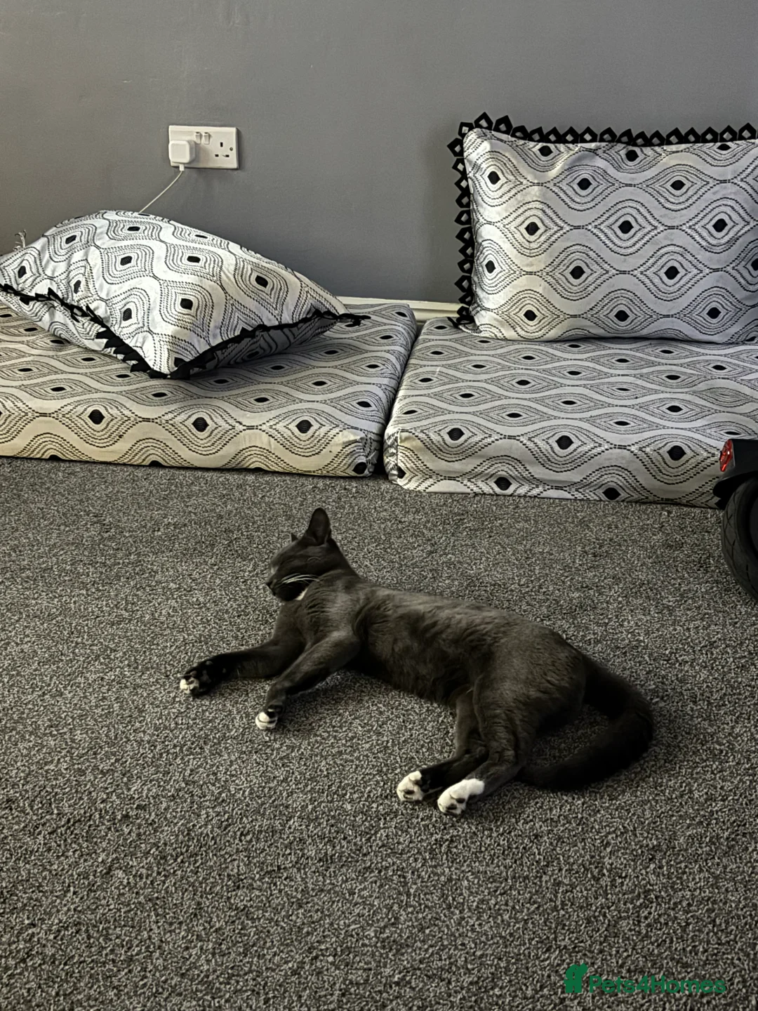 Mixed Breed cats for sale: For sale  - Advert 2