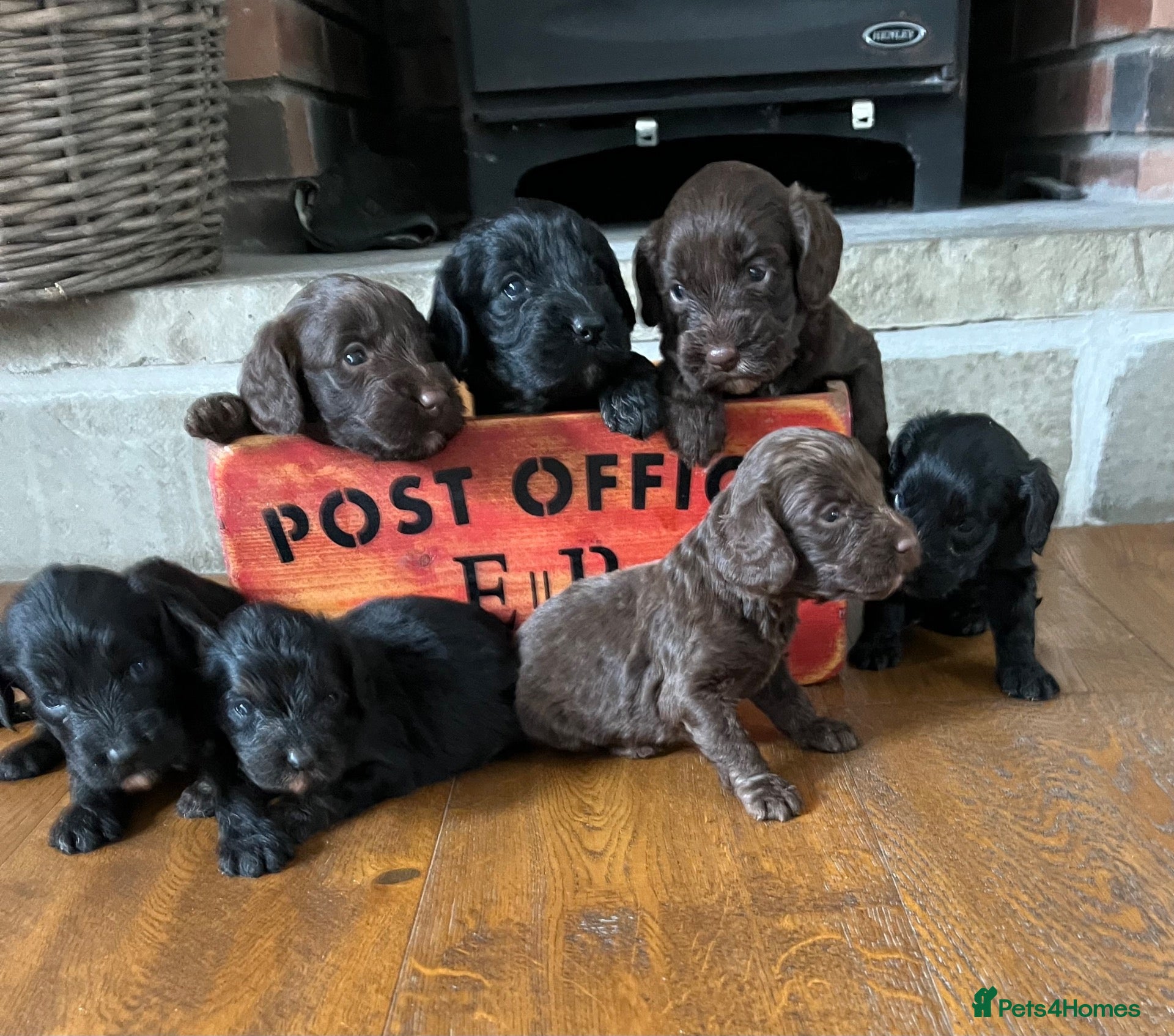 Cockapoo dogs 7 beautiful F1 Cockapoo puppies, brown and black.  - Advert 1