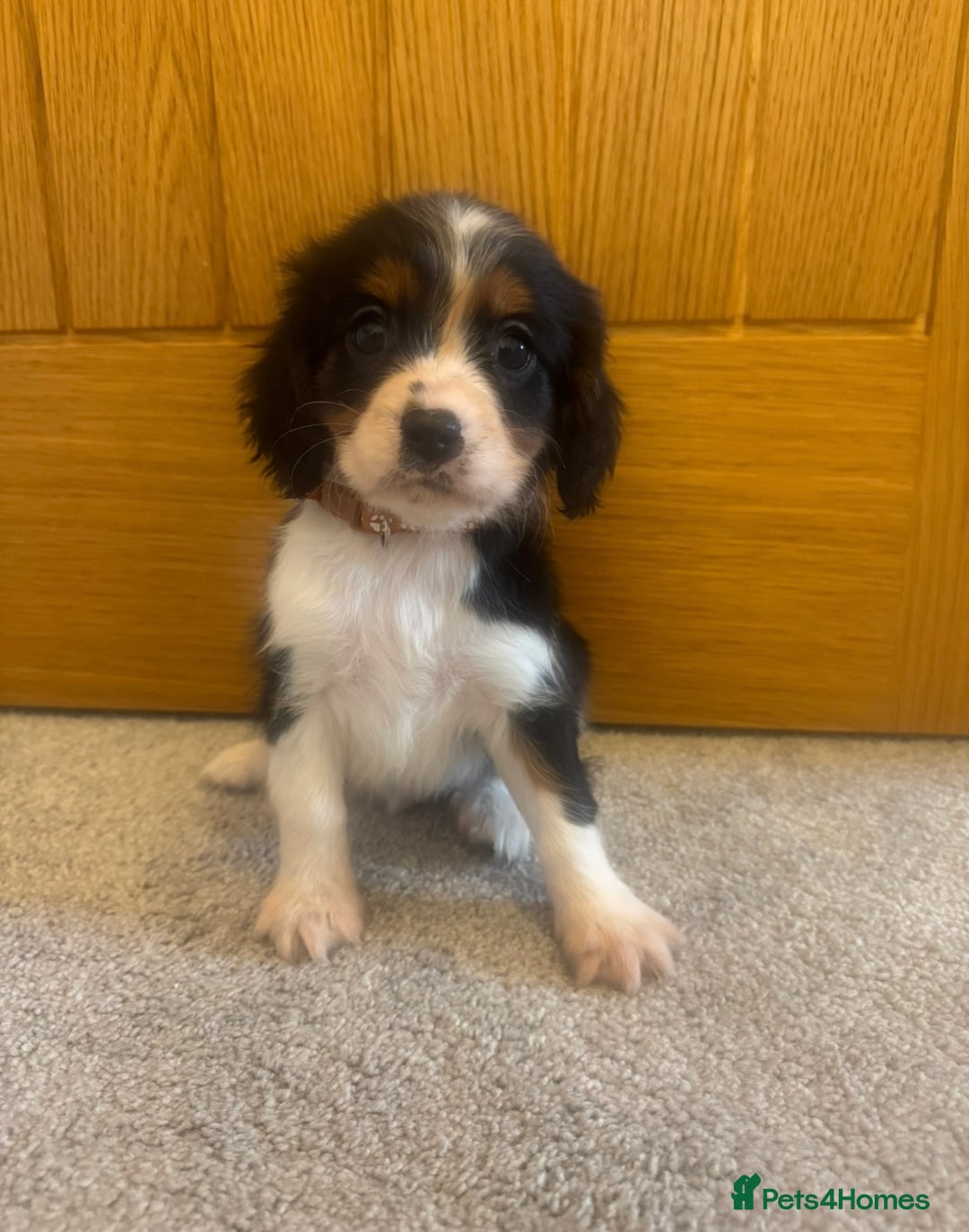 Cavalier King Charles Spaniel dogs for sale: Health tested cavalier King Charles  - Advert 16