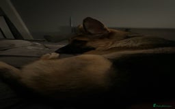 German Shepherd dogs for sale: Female German shepherd  - Image 3