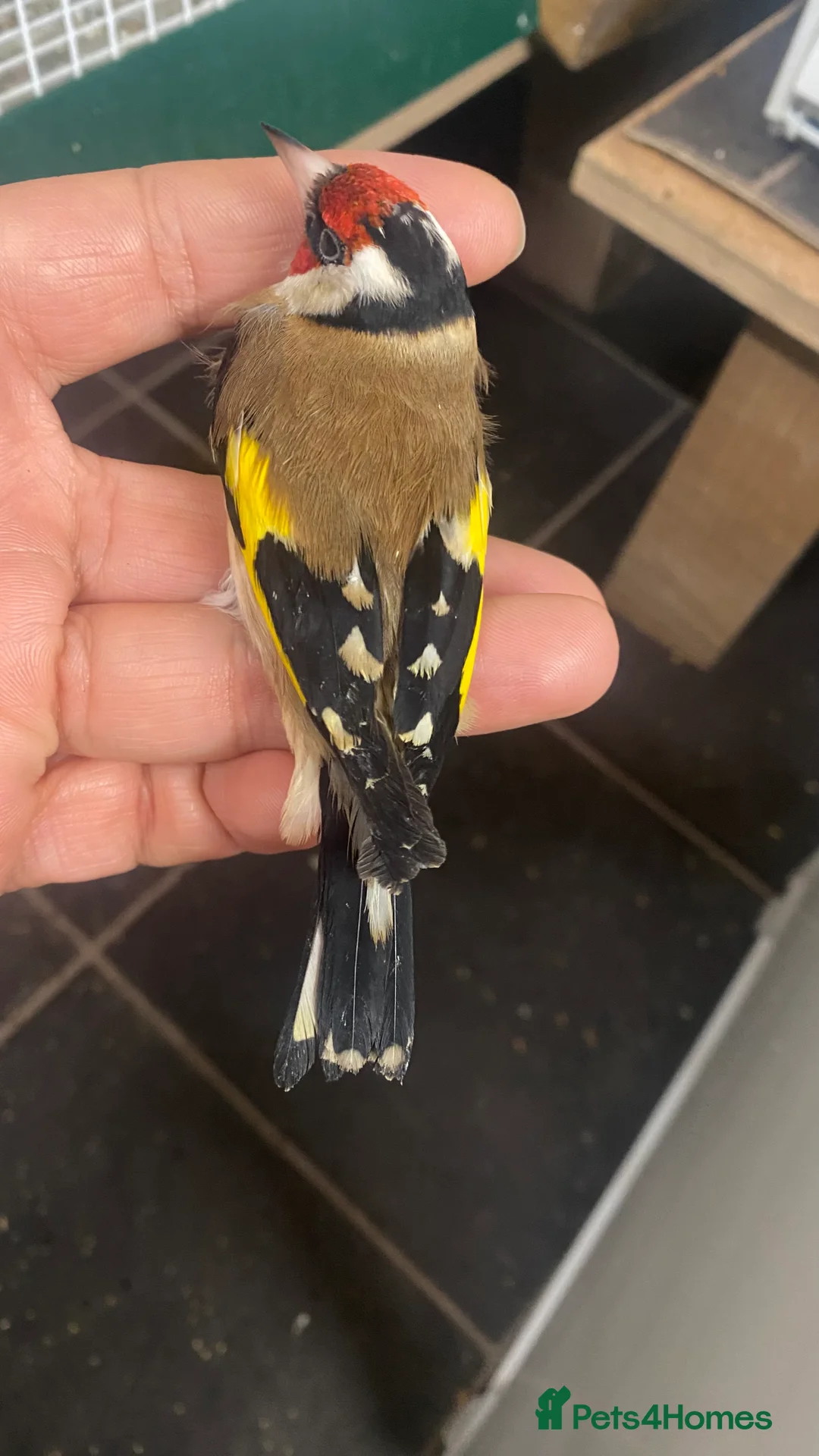 Finches birds for sale: BBC ring mae goldfinches available  - Advert 7