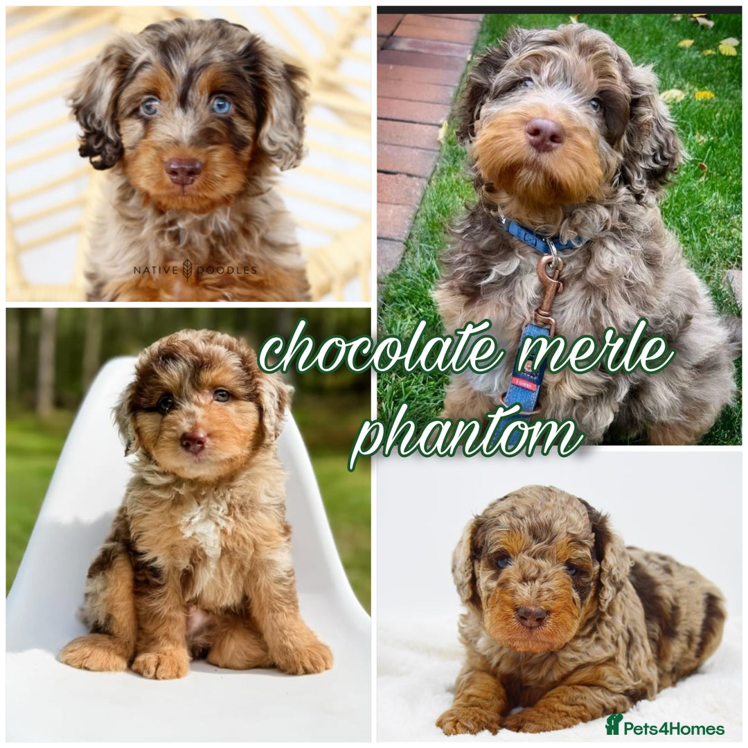 Bernedoodle dogs for sale: ⭐⭐⭐⭐Licensed•Ethical•HomeBreeder - Image 17