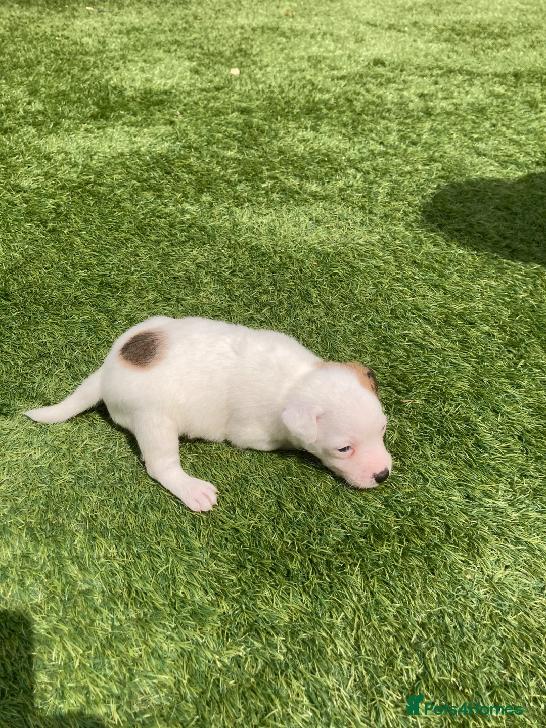 Jack Russell dogs for sale: Beautiful Jack Russell puppies  - Advert 10