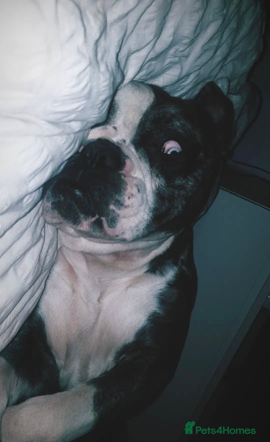 Alapaha Blue Blood Bulldog dogs for sale:  Loving Home Wanted for Hugo - The Sofa King 👑 - Image 5