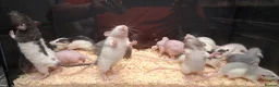 Rat rodents for sale: Baby Dumbo Rats - Advert 6