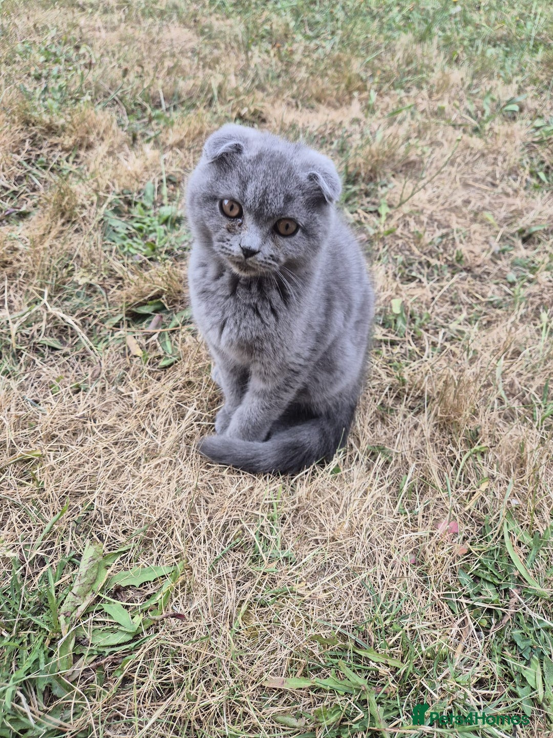 Scottish Fold cats for sale: Scotish kittens  - Image 22