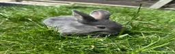 Dwarf Lop rabbits for sale: Beautiful Dwarf lop litter (Ready in one week)  in Bedford - Advert 5