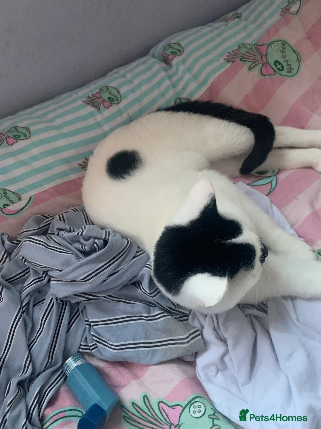 Mixed Breed cats for sale: I am selling my 2 kitten  - Advert 2