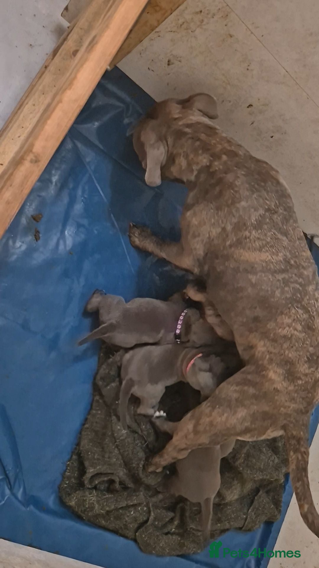 Staffordshire Bull Terrier dogs Six Staffordshire bull terrier pups for sale  - Advert 2