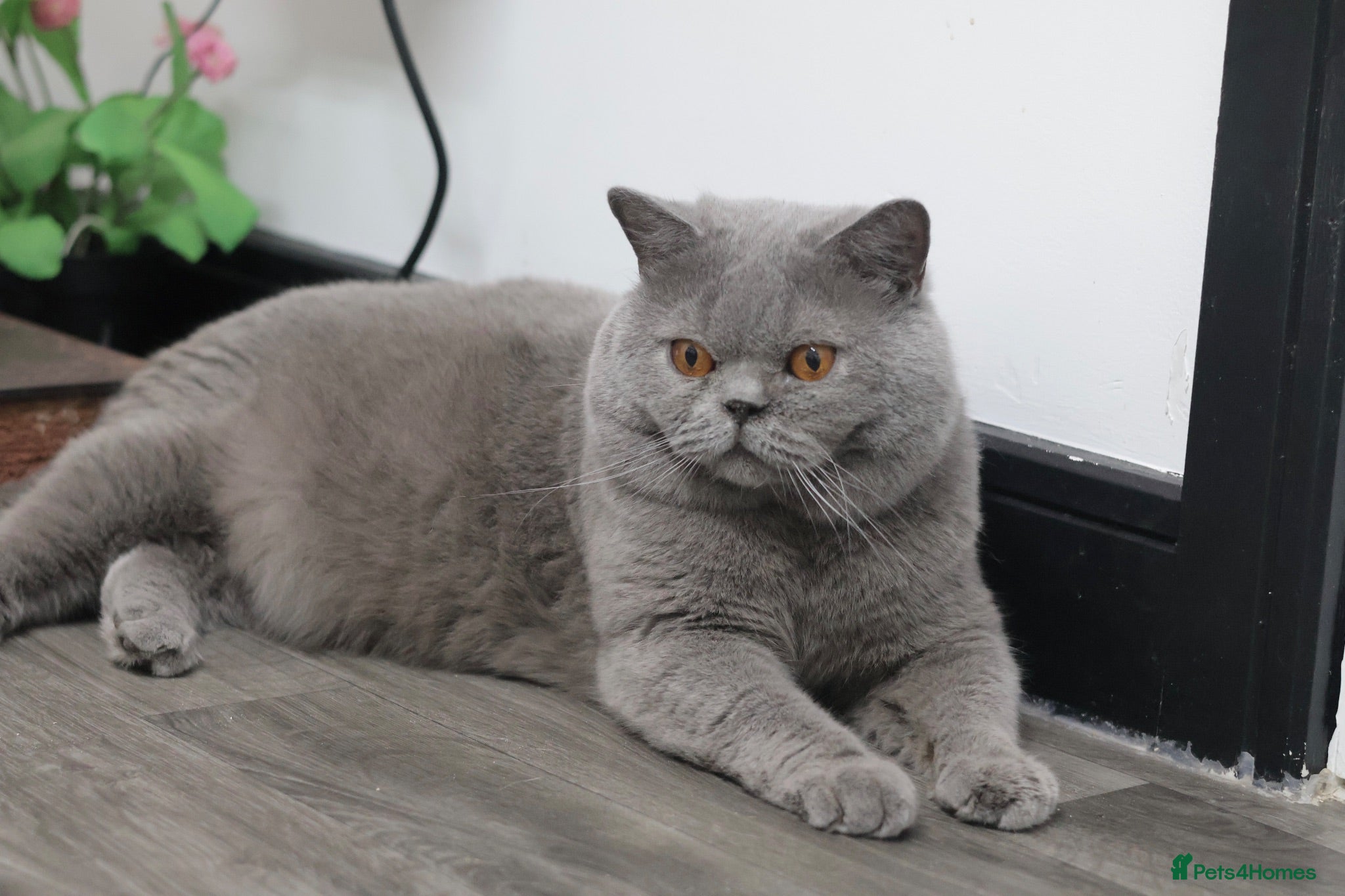 British Shorthair cats British Shorthairs seeking forever homes - Advert 12