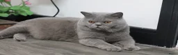 British Shorthair cats for sale: British Shorthairs seeking forever homes - Advert 1