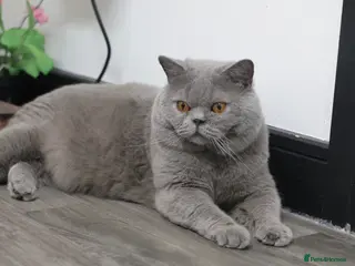 British Shorthair cats British Shorthairs seeking forever homes - Advert 12