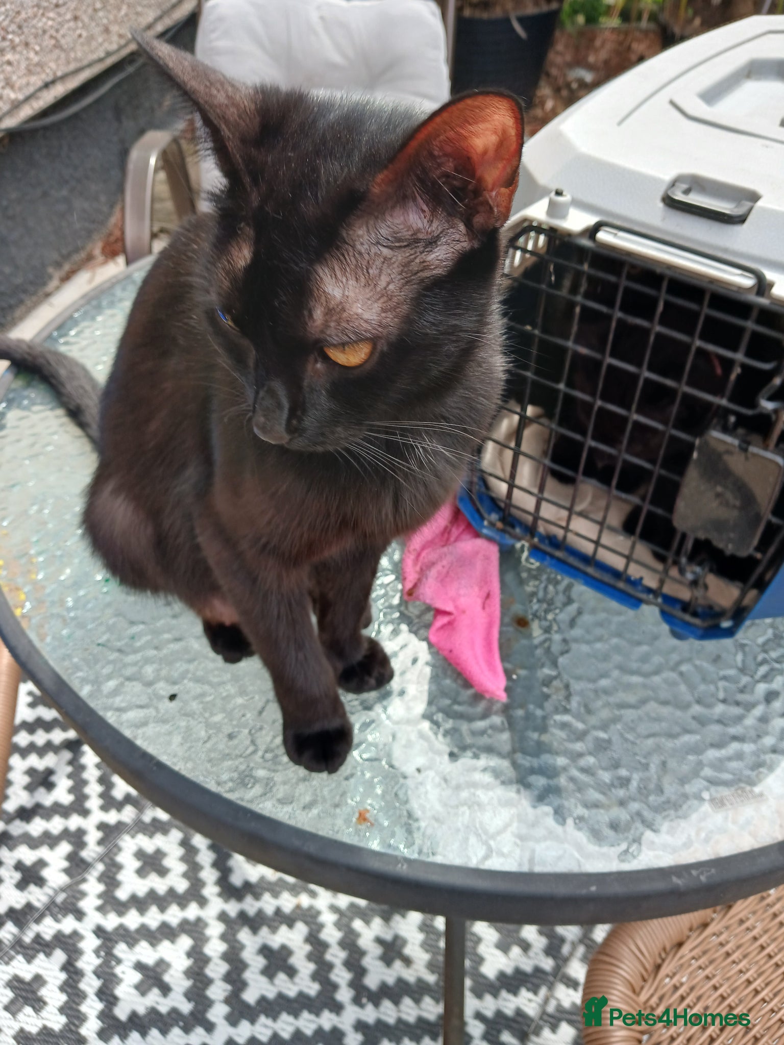 Mixed Breed cats for sale: 4 boys - Advert 1