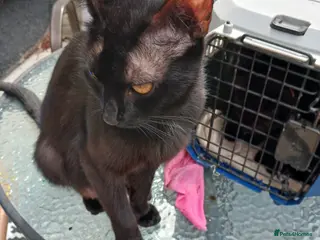 Mixed Breed cats 4 boys - Advert 2