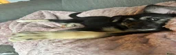 German Shepherd dogs for sale: German Shepherd Pup - Advert 2